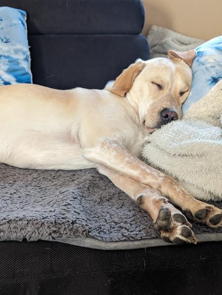 Nacho sucht ein neues Zuhause