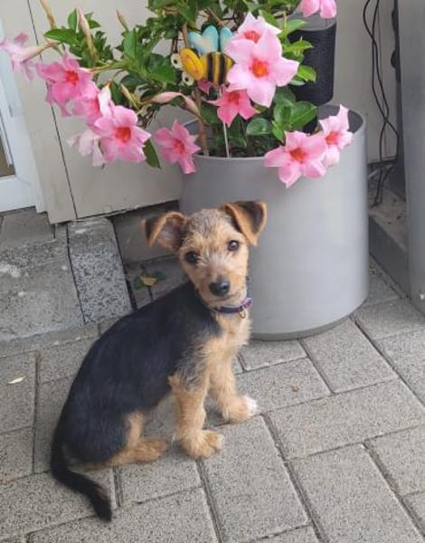 Bobby