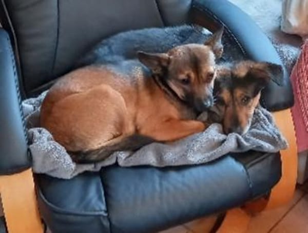 Kleine Klara sucht liebevolles Zuhause