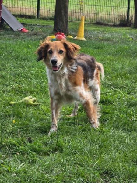 Toni sucht -Tonimenschen-  mit 1. Hund