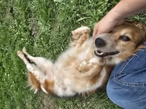 Toni sucht -Tonimenschen-  mit 1. Hund