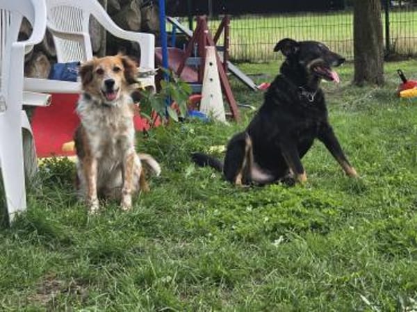 Toni sucht -Tonimenschen-  mit 1. Hund