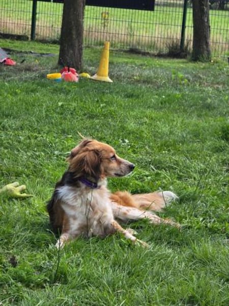 Toni sucht -Tonimenschen-  mit 1. Hund