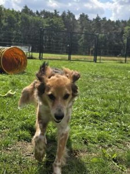 Toni sucht -Tonimenschen-  mit 1. Hund