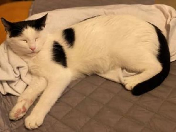 Süsse Tzina sucht ihr Für-Immer-Zuhause