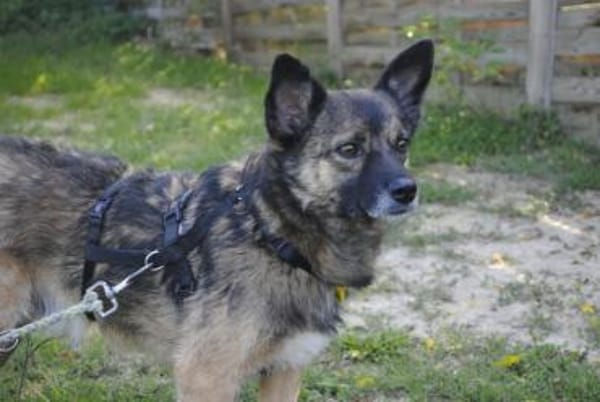 NEO - ruhiger Schatz sucht ein Zuhause