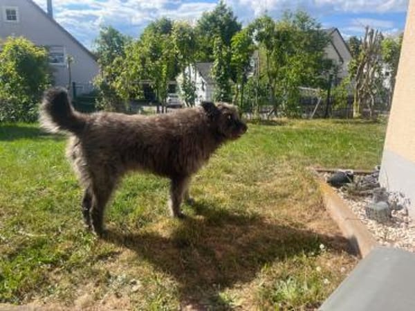 Lobo, gutmütiger Hund sucht Zuhause