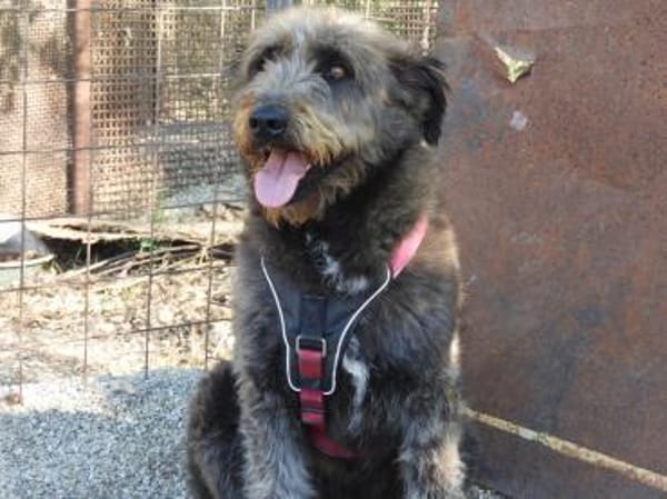 Lobo, gutmütiger Hund sucht Zuhause