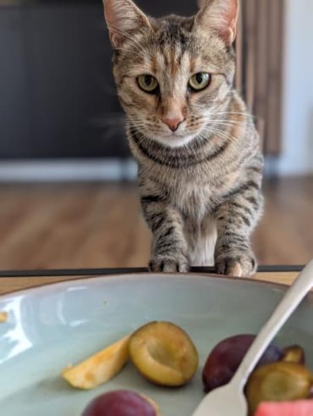 Miley - kleines Mädchen, großes Herz