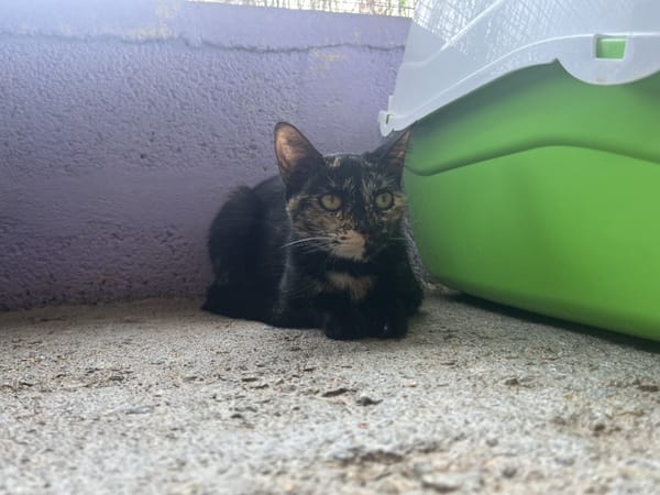 BELLA