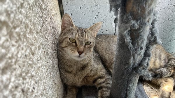 JUAREZ