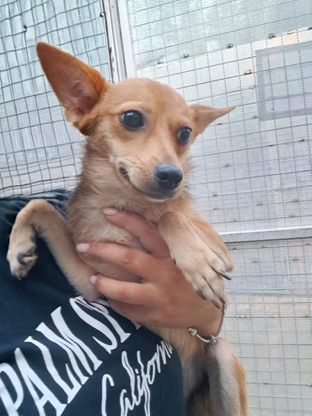 ALMA piccola dolce cagnolina da amare
