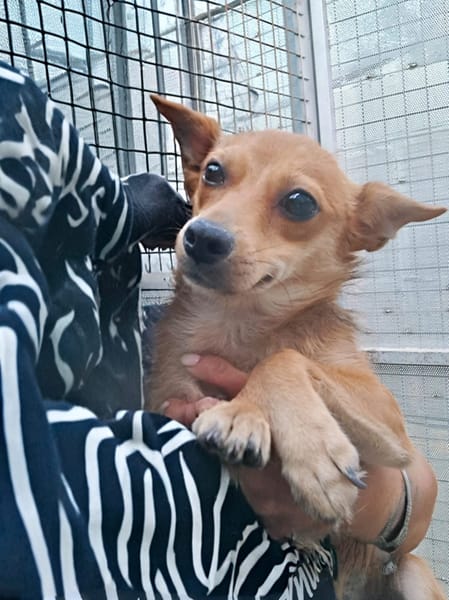 ALMA piccola dolce cagnolina da amare