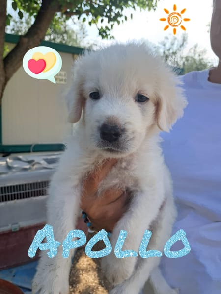 APOLLO nato ad GIUGNO 2025