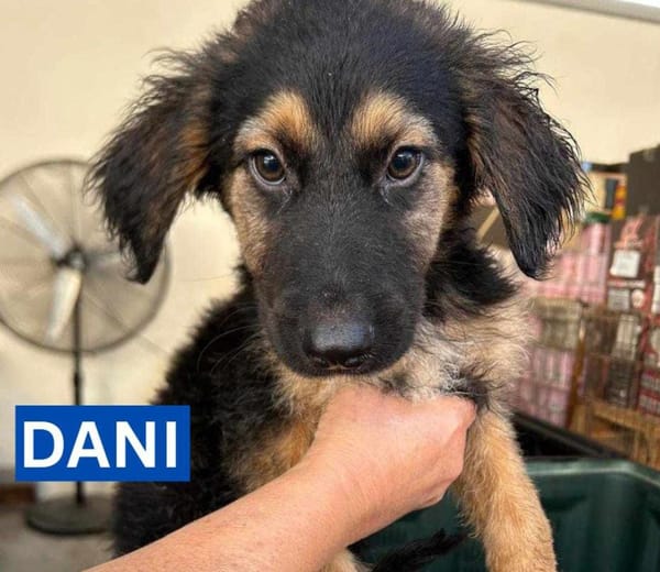 DANI (Maria)