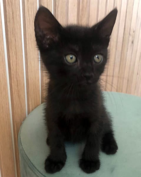 AZAZEL