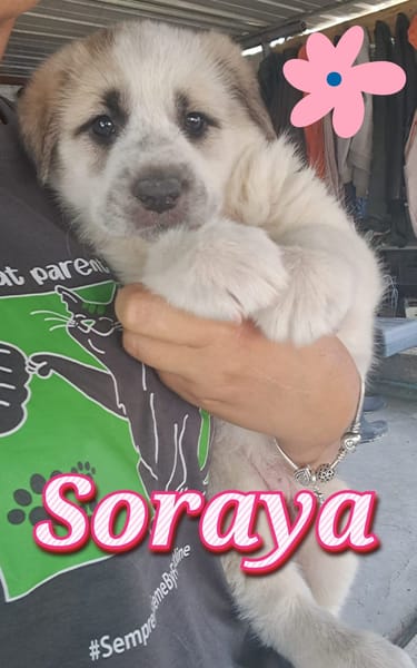 SORAYA nata GIUGNO 2025