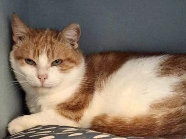 Ragu sucht ruhiges Zuhause