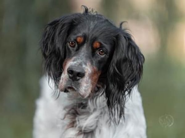 Liebenswerter Redano sucht Zuhause
