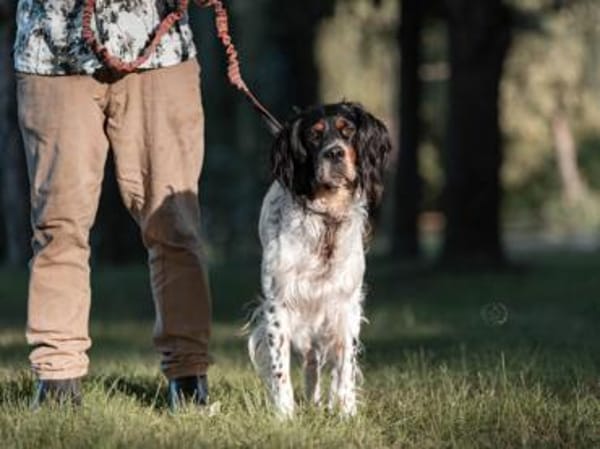Liebenswerter Redano sucht Zuhause