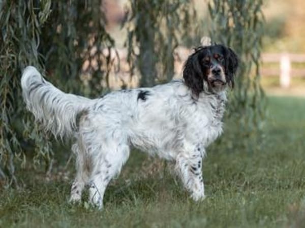 Liebenswerter Redano sucht Zuhause