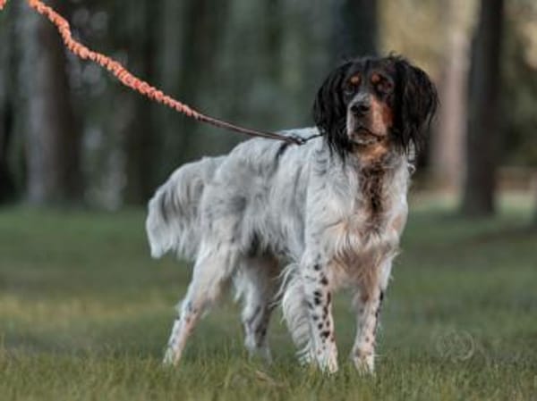 Liebenswerter Redano sucht Zuhause