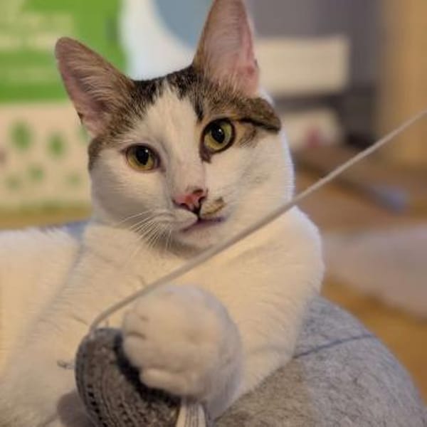 Kater Piff und Spooky müssen umziehen