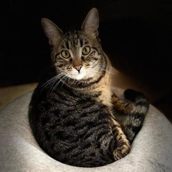 Kater Piff und Spooky müssen umziehen