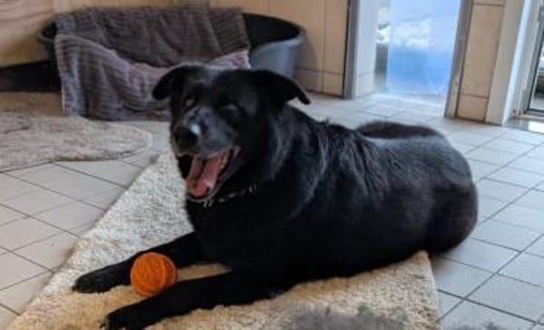 Chico sucht ein neues Zuhause!!!!