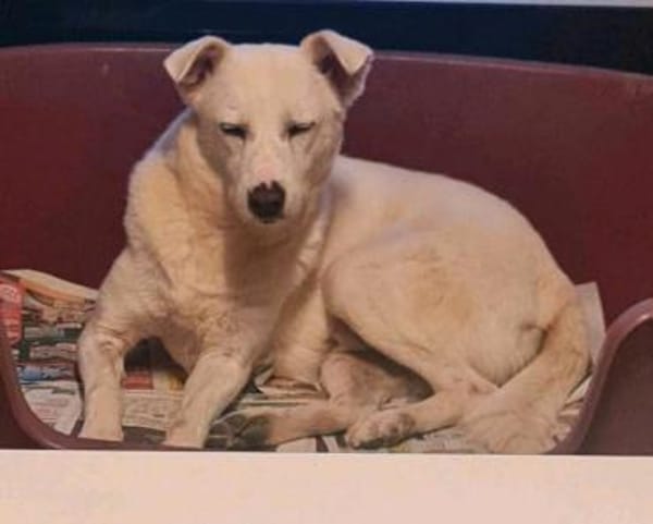 Gnadenplatz für Opi Lucky gesucht