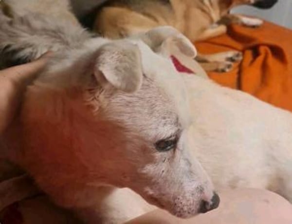 Gnadenplatz für Opi Lucky gesucht