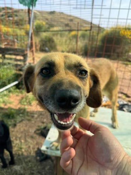 Herzenshund Maria sucht dich!