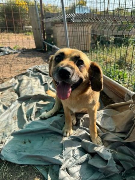 Herzenshund Maria sucht dich!