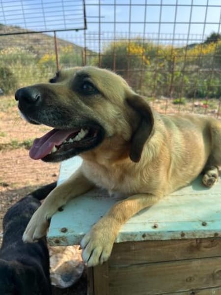 Herzenshund Maria sucht dich!