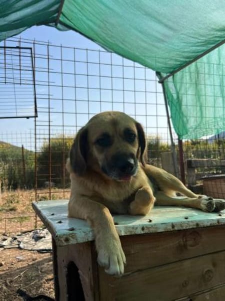 Herzenshund Maria sucht dich!