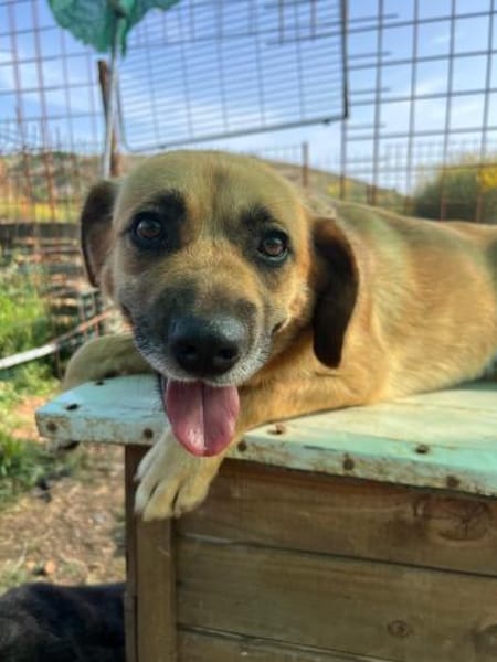 Herzenshund Maria sucht dich!