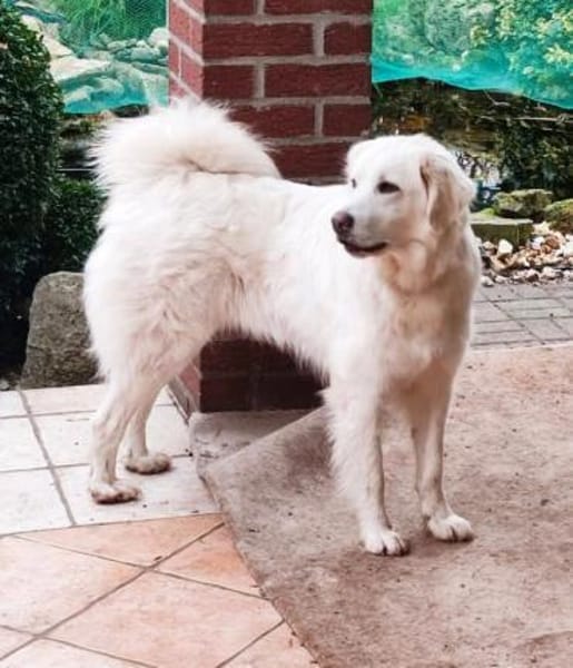 Liebe Tilda sucht ihre Familie mit Garte