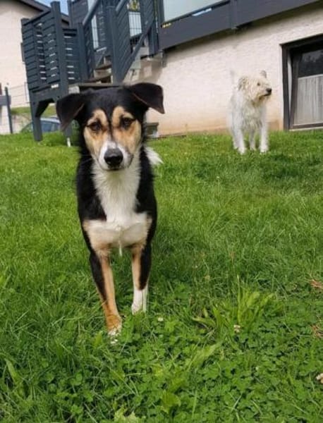 Schüchterner Samu sucht eine Familie
