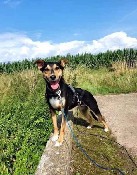 Luna sucht ein Zuhause🍀