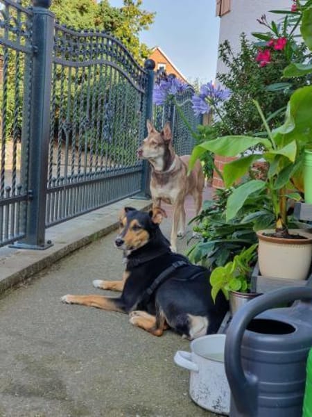 Luna sucht ein Zuhause🍀