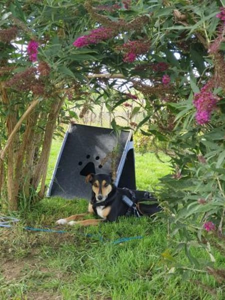 Luna sucht ein Zuhause🍀