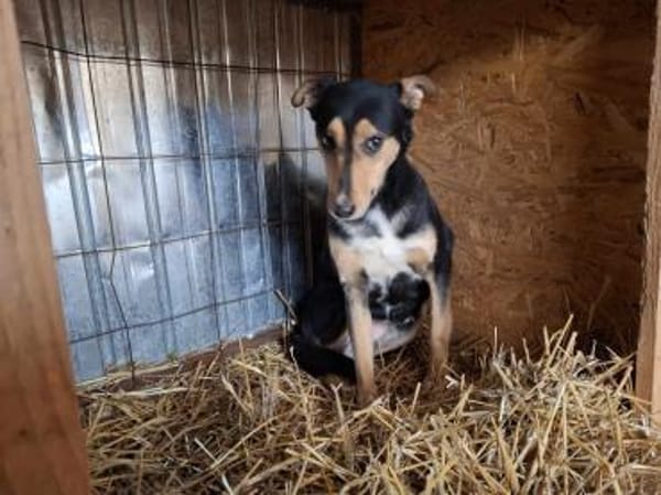 Luna sucht ein Zuhause🍀