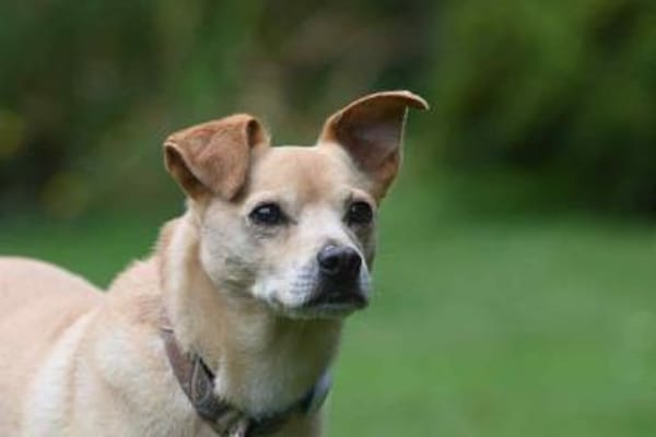Kodi - ein ganz besonderer Hund