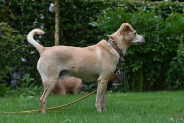 Kodi - ein ganz besonderer Hund