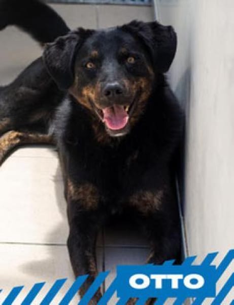 Otto - kleiner/großer Top Dog