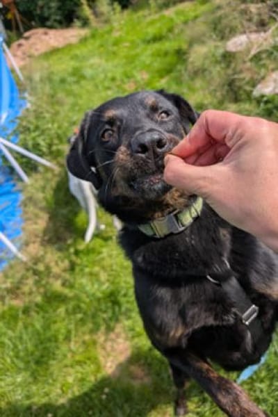 Otto - kleiner/großer Top Dog