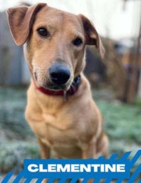 Clementine - Blondine sucht Aktive