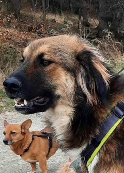 Toller Fortis sucht sein Glück