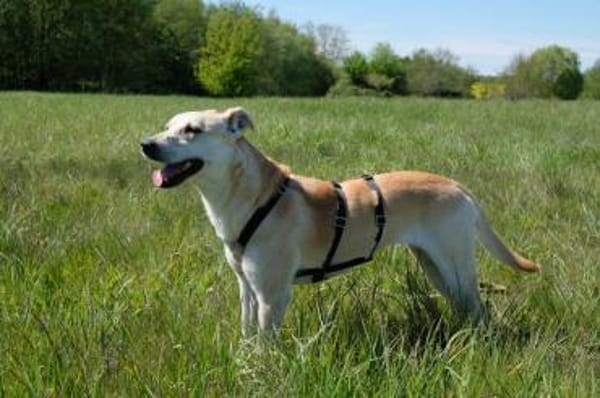 Simba - Sportskanone mit Jagdtrieb