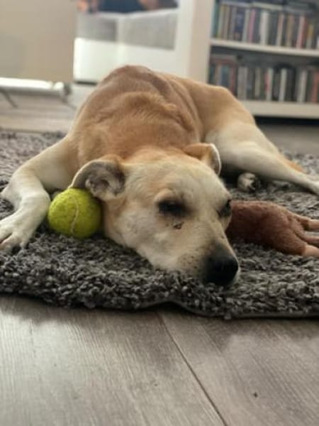 Simba - Sportskanone mit Jagdtrieb